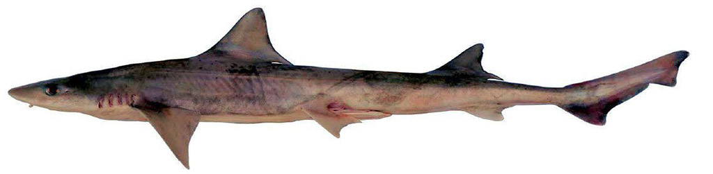 Mustelus punctulatus_02242.jpg